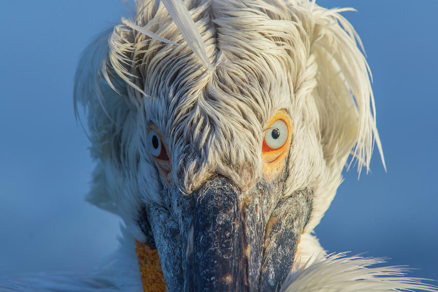 Angry bird Photograph by Jivko Nakev