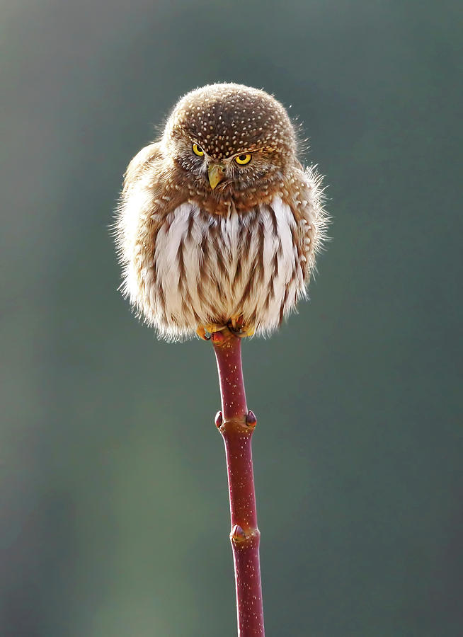 Owl Photograph - Angry Bird Pygmy Owl by Mark Hryciw