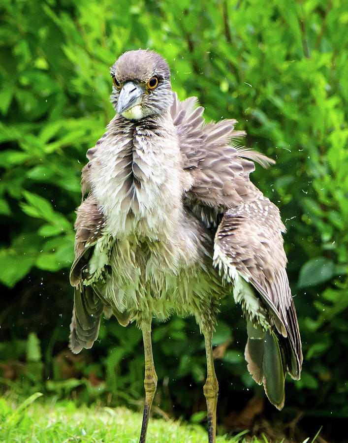 Angry Bird Photograph by Steve Marler