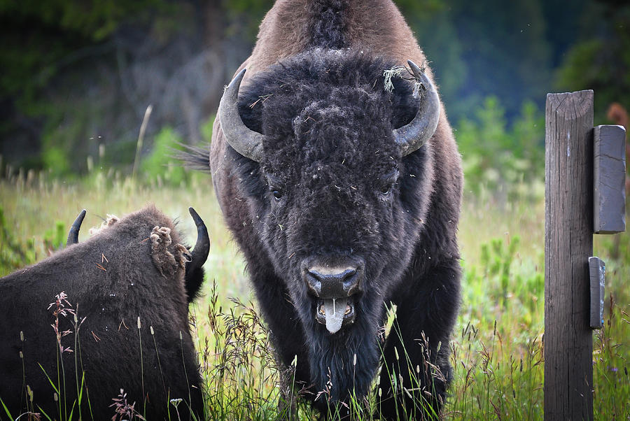 Angry Bison Photograph by Greg Norrell
