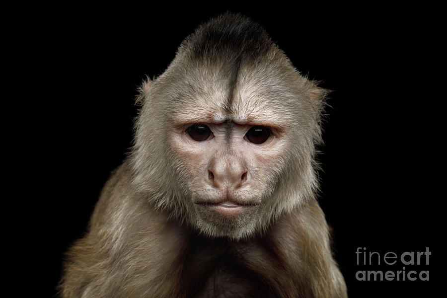 Angry Capuchin Photograph by Sergey Taran