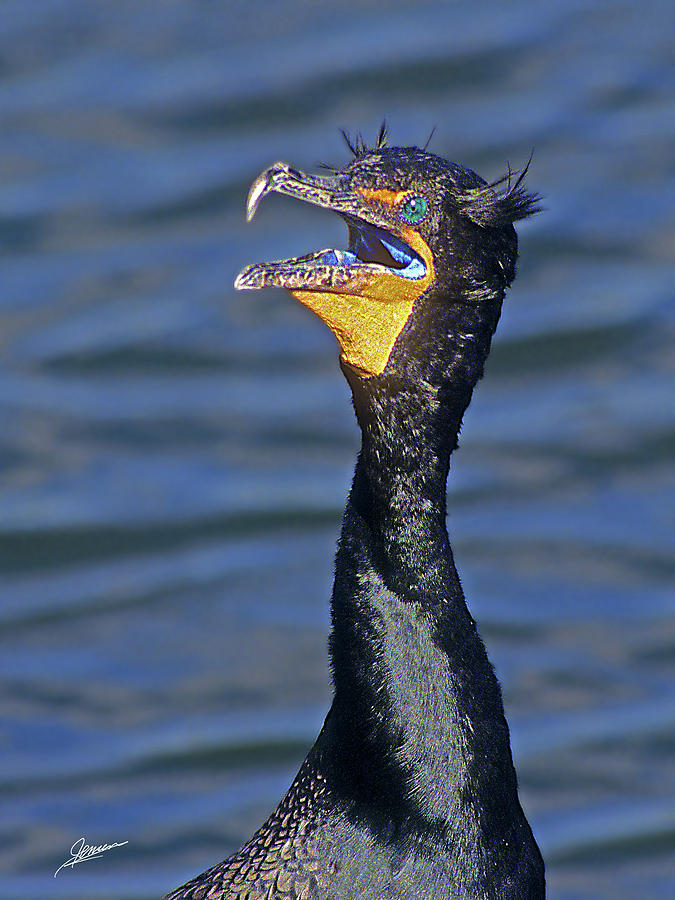 Angry Cormorant Photograph by Phil Jensen