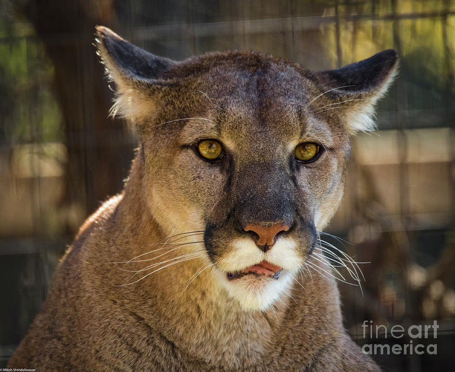 Angry Cougar Photograph by Mitch Shindelbower