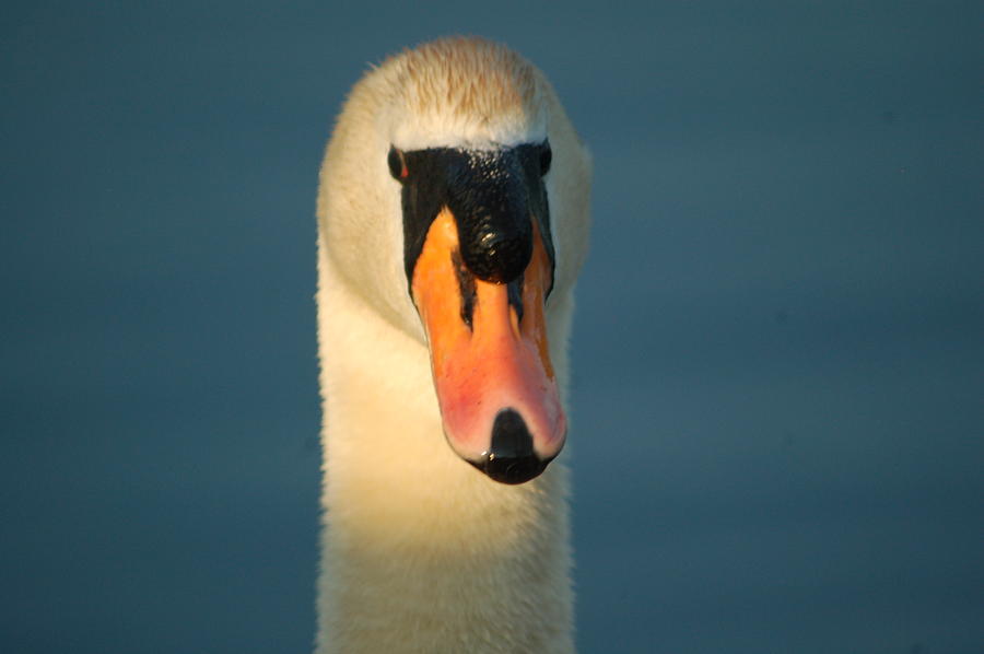 Goose Photograph - Angry Dad by Lucia Vicari