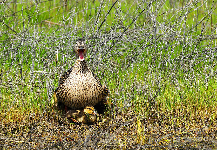 Angry Duck with Chicks Photograph by Dennis Hammer