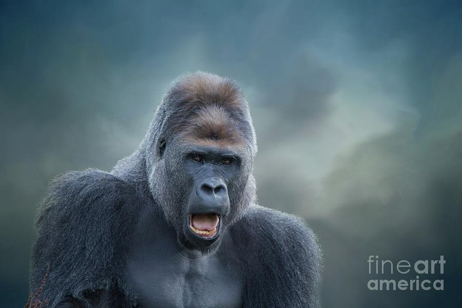 Gorilla Photograph - Angry by Eva Lechner