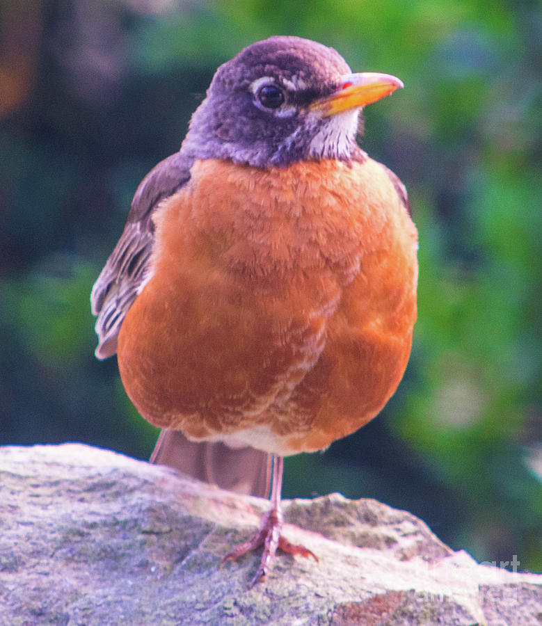 Angry Eye Robin Photograph by Robert Edgar