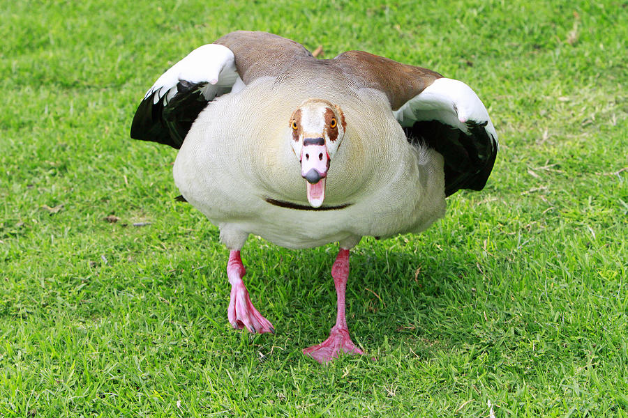 Geese Photograph - Angry Father by Shoal Hollingsworth
