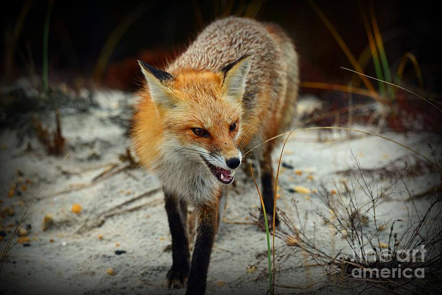 Angry Fox	 Photograph by Paul Ward