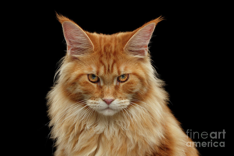 Cat Photograph - Angry Ginger Maine Coon Cat Gazing on Black background by Sergey Taran
