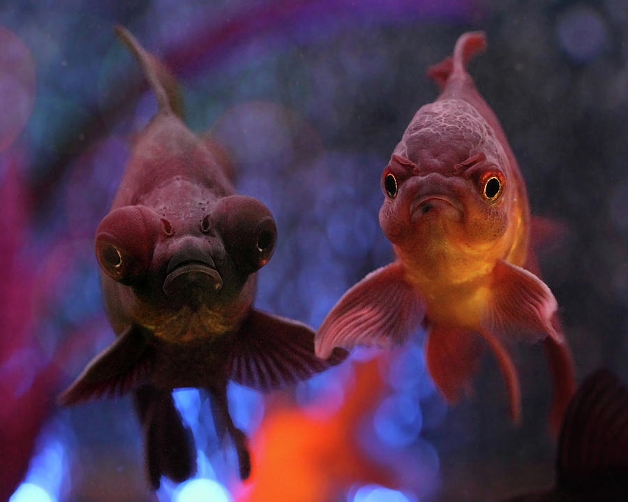 Angry Goldfish Photograph by Angela Murdock