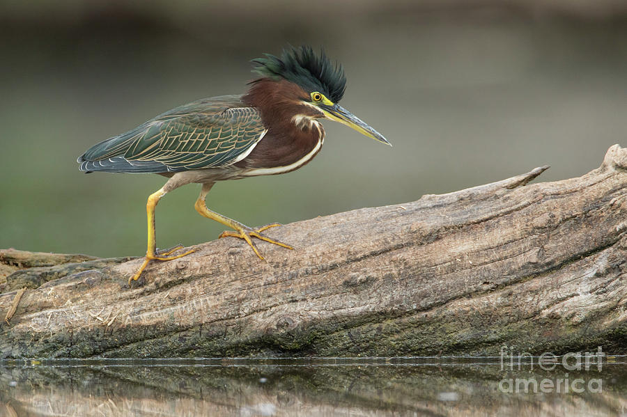 Heron Photograph - Angry Greenie by Bryan Keil