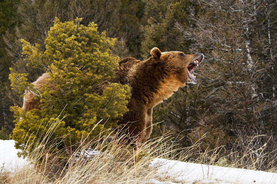 Angry Grizzly Behind Tree Photograph by Scott Read