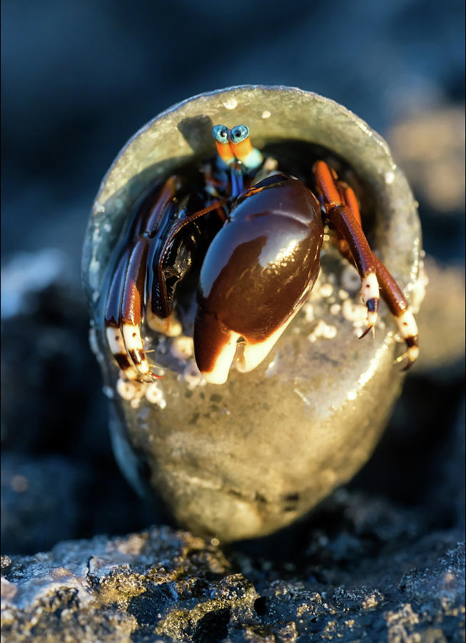 Angry Hermit Crab Photograph by Christopher Johnson