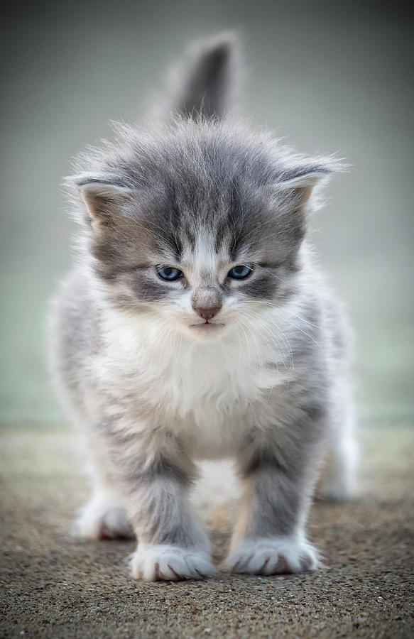 Cat Photograph - Angry Kitten by Jonathan Ross