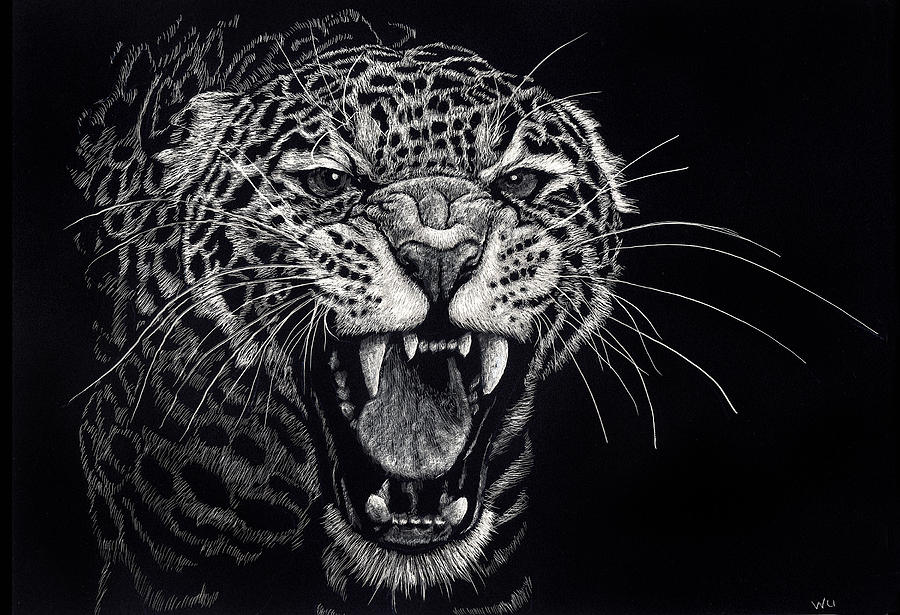 Angry Leopard Drawing by William Underwood