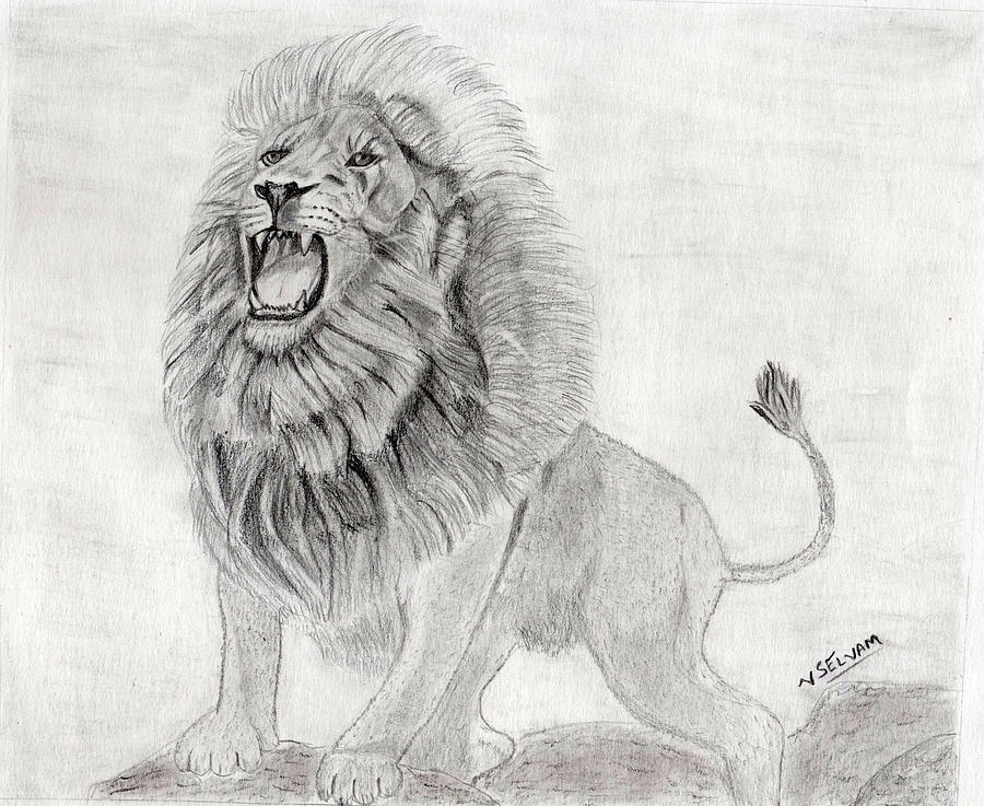 Lion Drawing Images  Free Download on Freepik