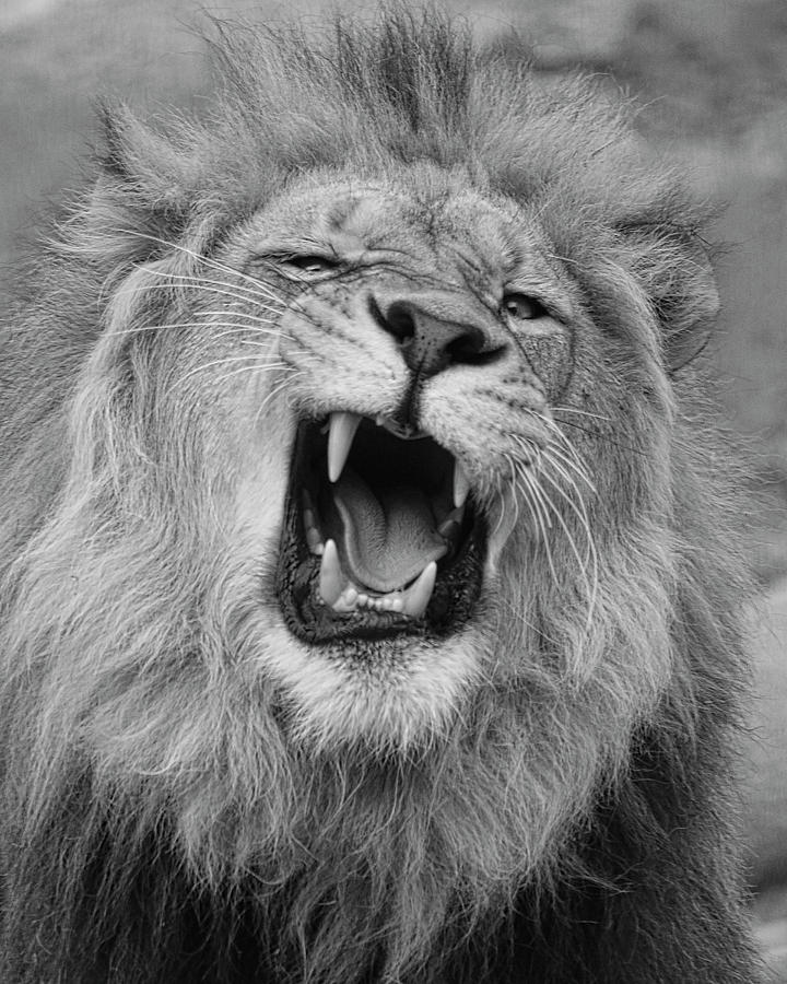 Angry Lion Photograph by Steve McKinzie