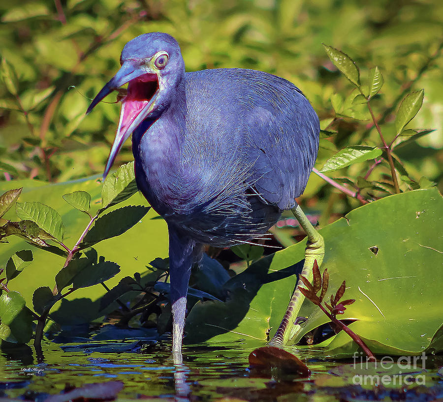 Angry Little Blue Heron - Egretta Caerulea Photograph by DB Hayes