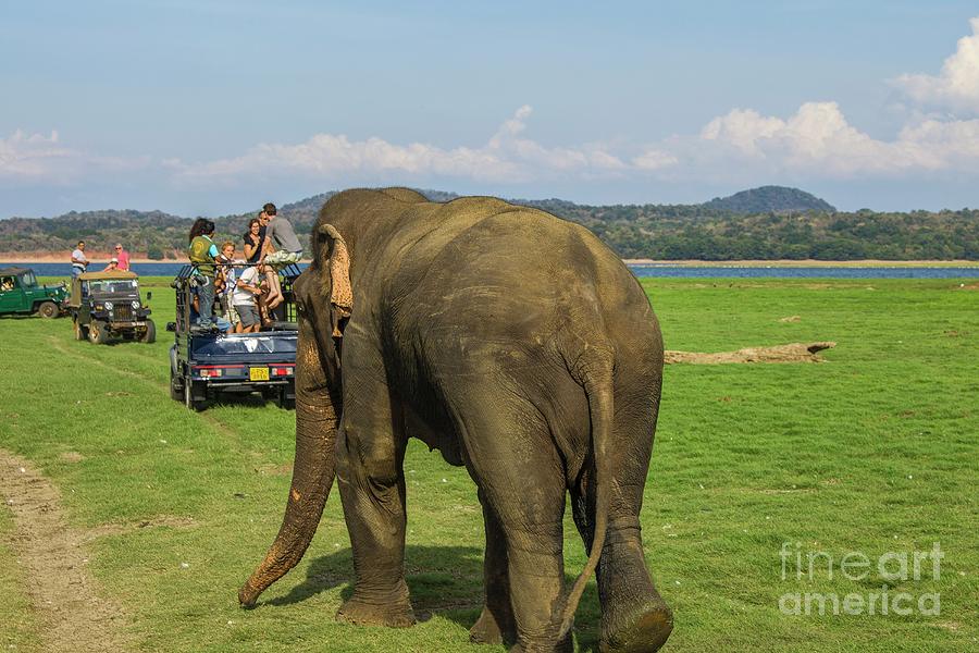 Angry male elephant near safari jeeps Photograph by Patricia Hofmeester