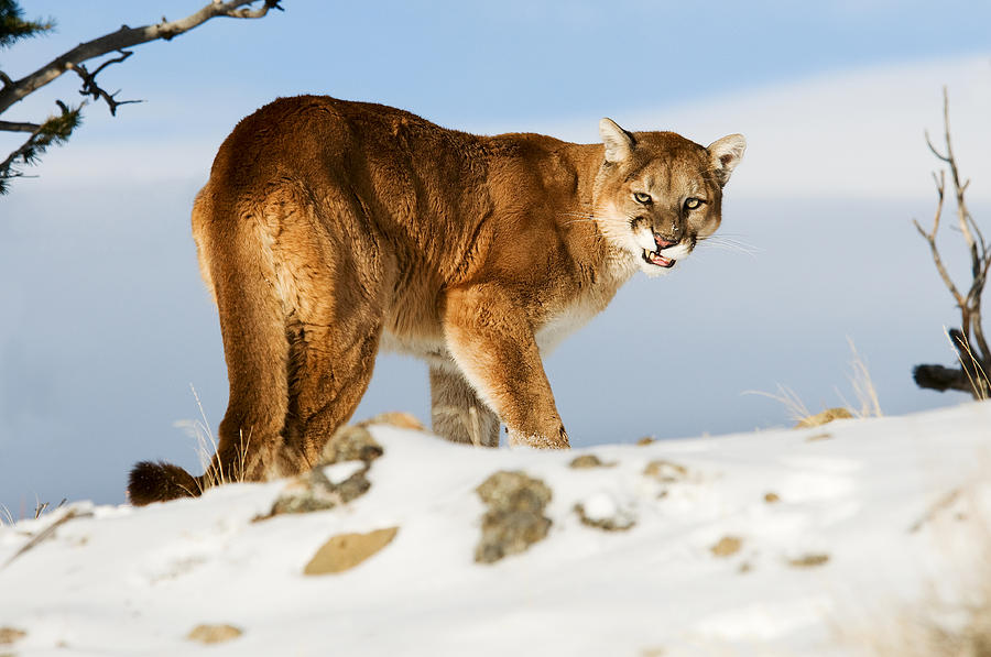 Angry Mountain Lion Photograph by Scott Read
