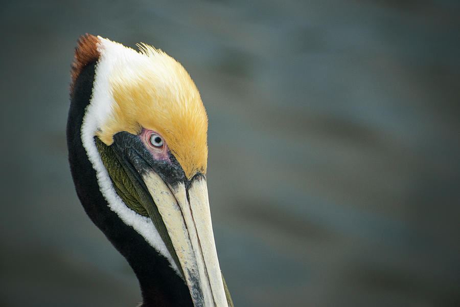 Angry Pelican Photograph by Gabriel Jardim - Pixels