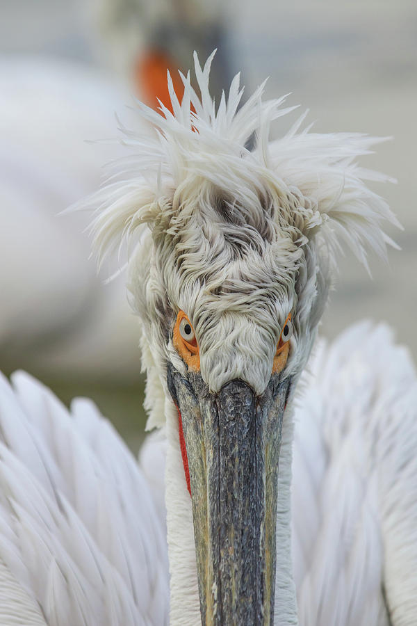 Angry pelican portrait Photograph by Jivko Nakev