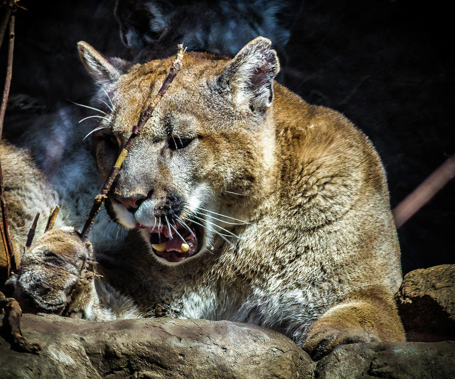 Angry Puma Photograph Peters - Fine Art America