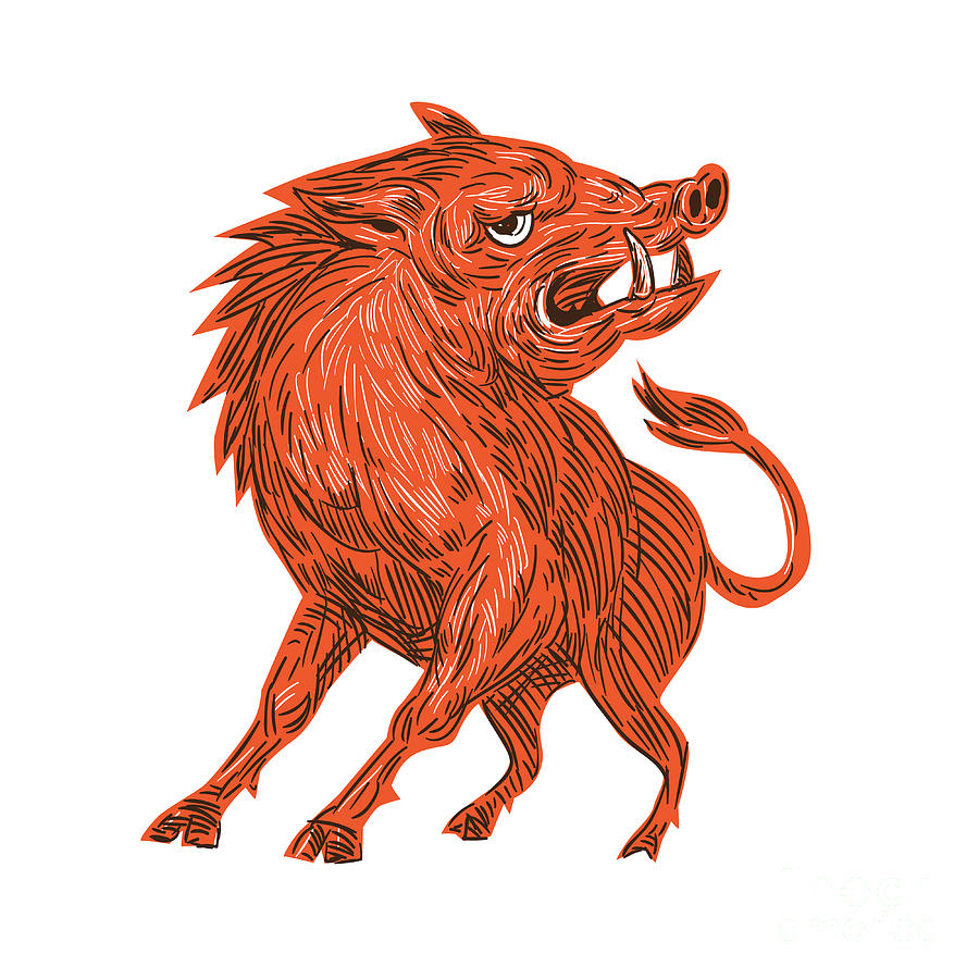 Wildlife Digital Art - Angry Razorback Ready To Attack Drawing by Aloysius Patrimonio