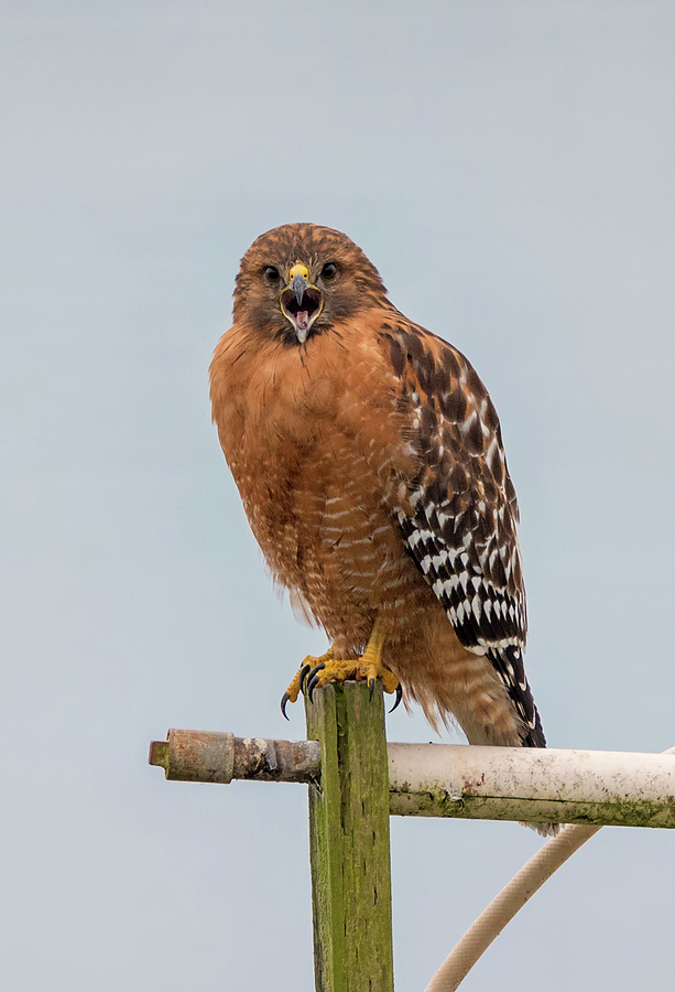 Angry Red Shouldered Hawk Photograph by Loree Johnson