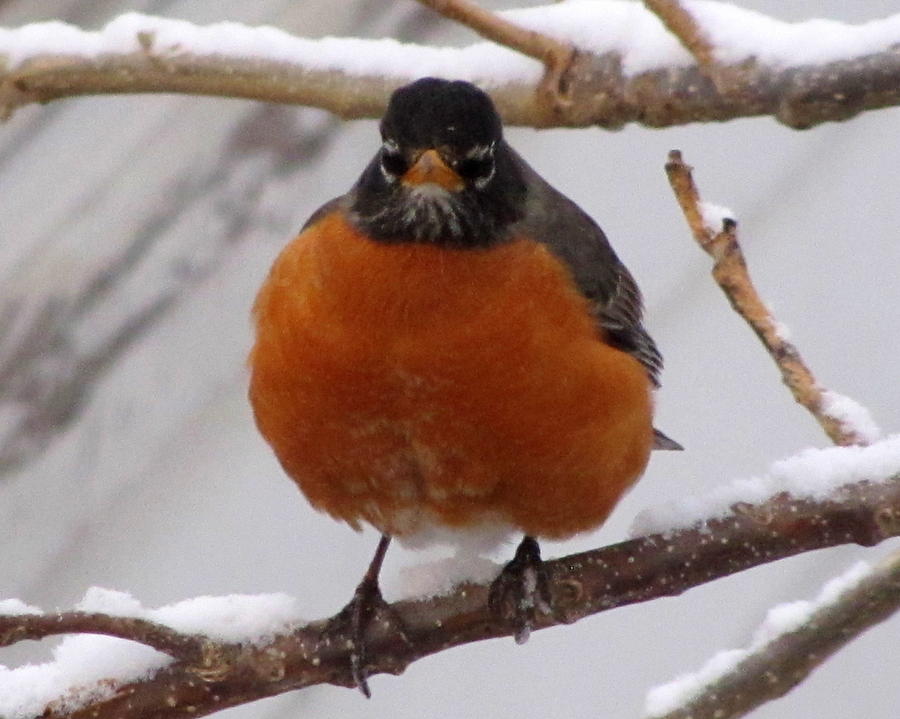 Angry Robin Photograph by Lisa Jayne Konopka