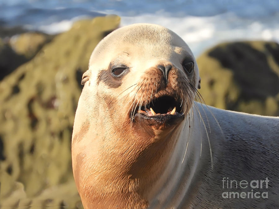 Angry Sea Lion Photograph by Beth Myer Photography