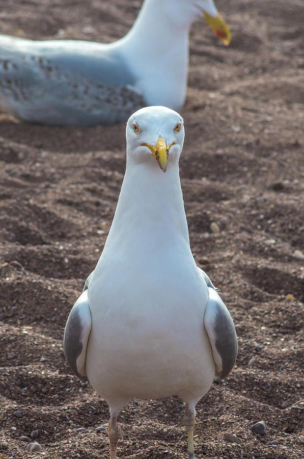 Angry Seagull Photograph By A J Paul