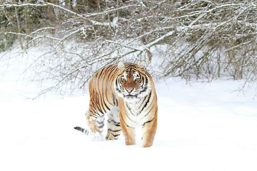 Angry Snow Tiger Photograph by Steve McKinzie