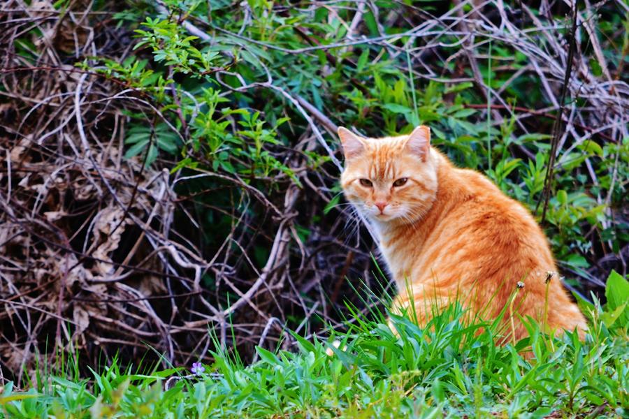 Angry Stray Photograph by Eileen Brymer