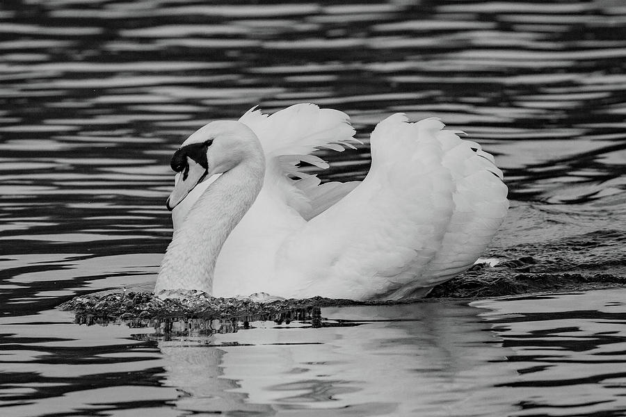 Angry swan Photograph by Ed James