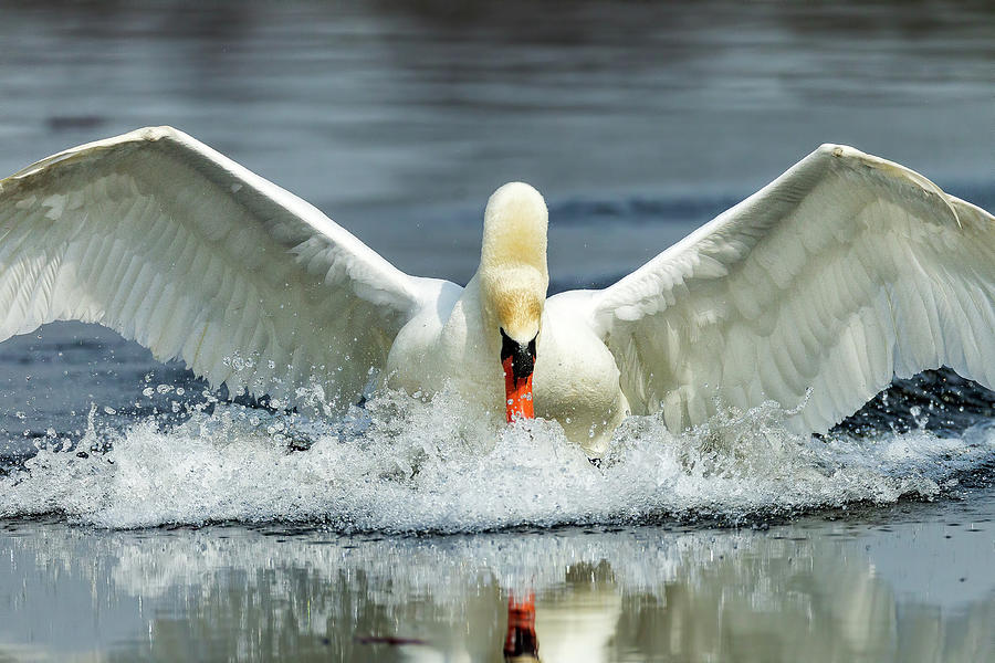 Angry Swan Photograph by Les Lenchner | Fine Art America