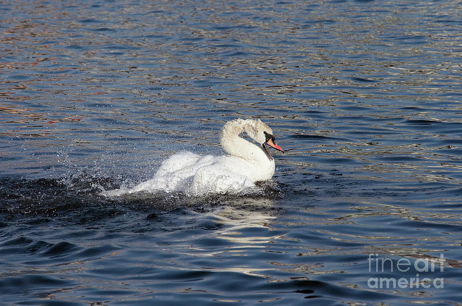 Angry swan on the water Photograph by Michal Boubin