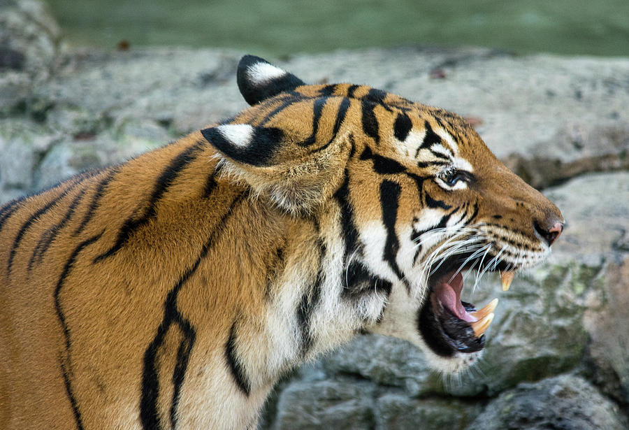Angry Tiger Photograph by John Black