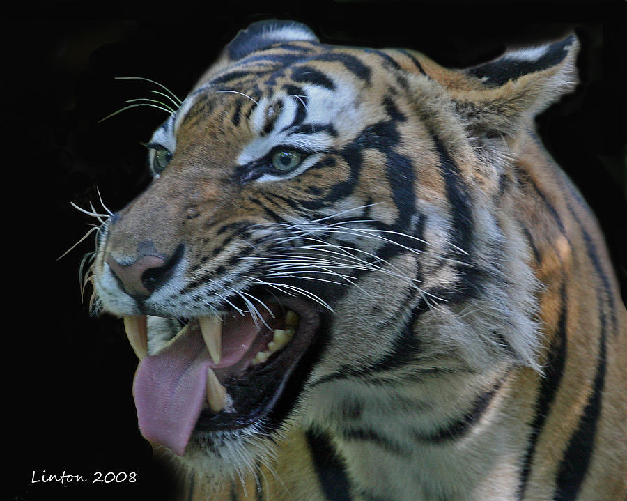 Angry Tiger Photograph by Larry Linton