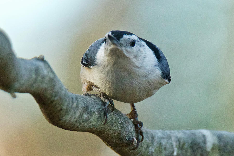 Angry White Breasted Nuthatch Photograph by Michael Peychich