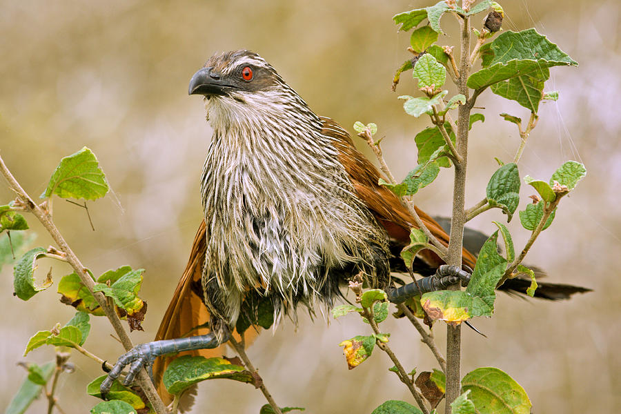 Angry White-browed Coucal Photograph by Aivar Mikko
