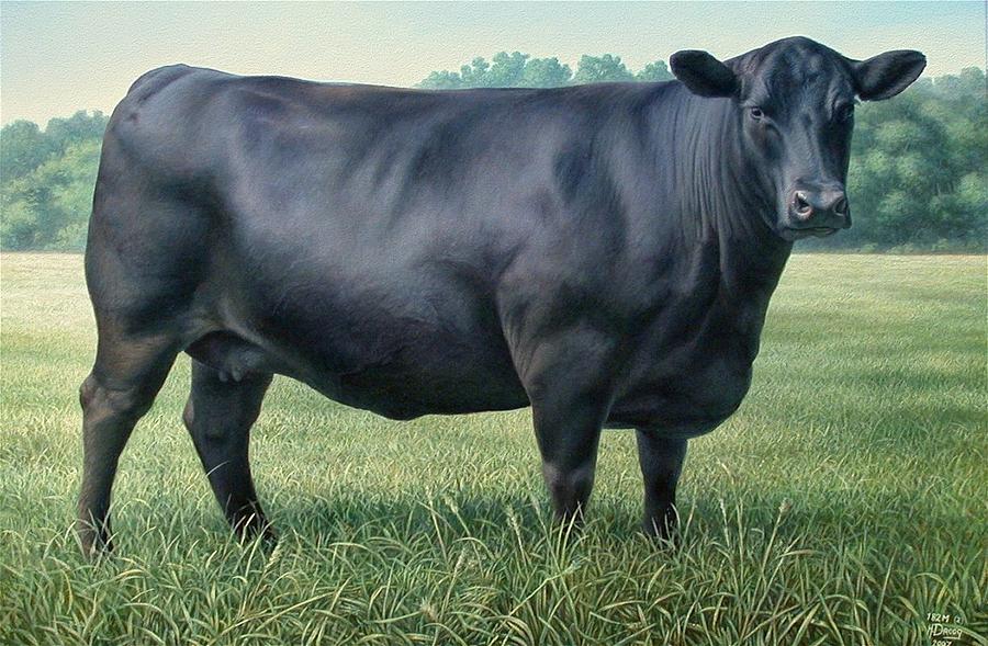 Angus Cow 182m 2 2007 Painting by Hans Droog