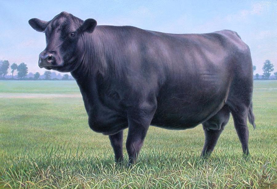 Angus Cow 981 2007 Painting by Hans Droog