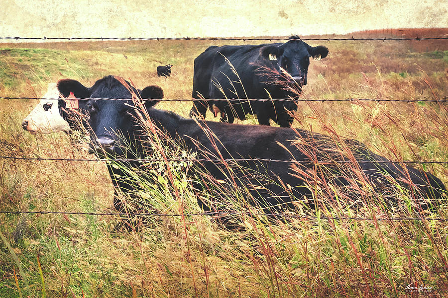Angus Cows Photograph by Anna Louise