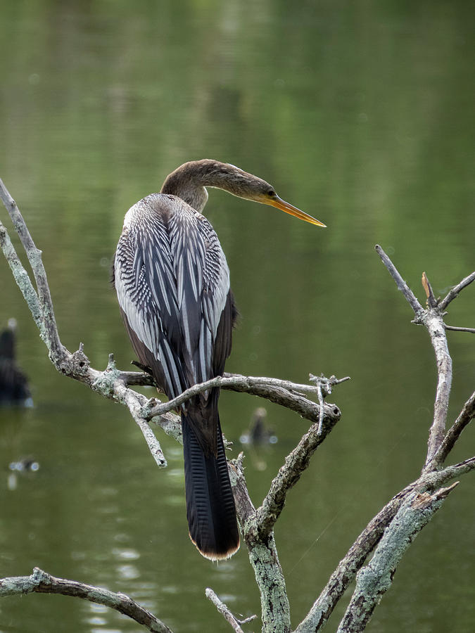 Anhinga 19 Photograph by J M Farris Photography - Fine Art America