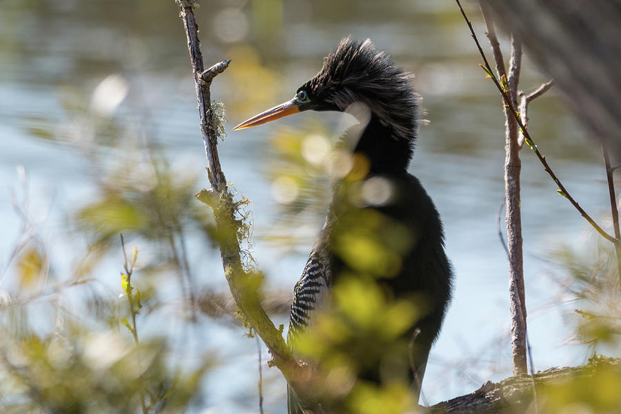 Anhinga 3 March 2018 Photograph by D K Wall