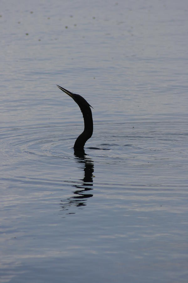 Anhinga Photograph by Allan E Dooley Jr - Fine Art America