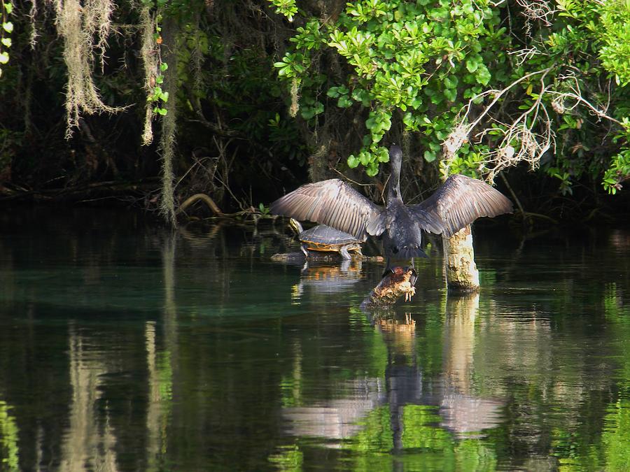 Anhinga and Cooter Photograph by Warren Thompson