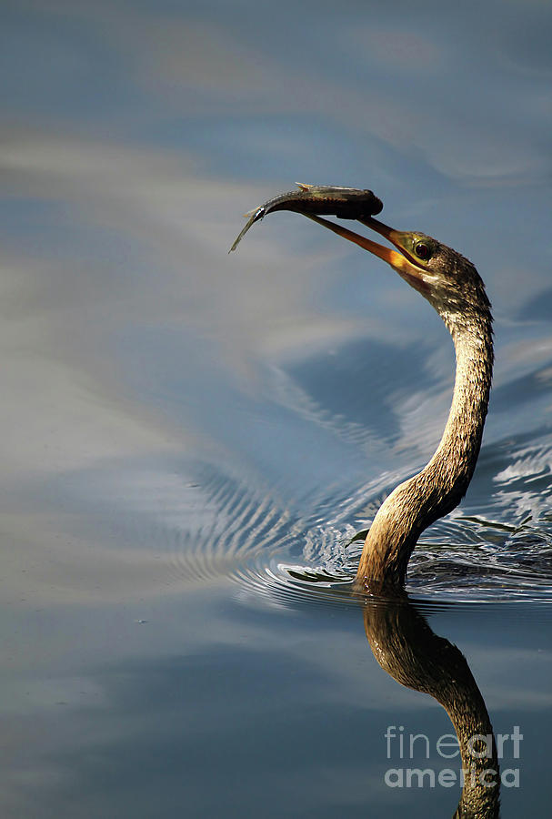 Anhinga and Lunch Photograph by Darren Fisher